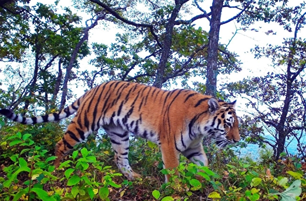 Количество тигров в нацпарке "Земля леопарда" в Приморье выросло до 47