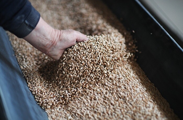 Фермеры Челябинской области до 1 декабря могут хранить зерно на элеваторах бесплатно - власти