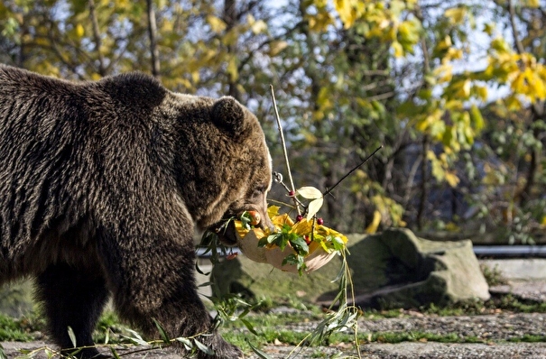 Входной билет за тыкву предлагает посетителям зоопарк Калининграда
