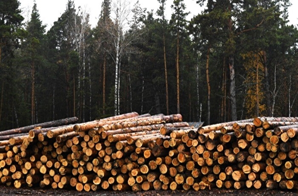Контрабанду лесоматериалов на 315 млн рублей расследуют в Иркутской области