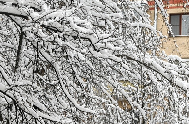 До девяти сантиметров снега выпало к утру в Ленинградской области