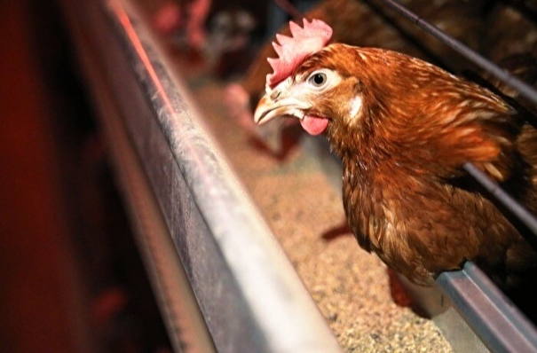 Карантин из-за птичьего гриппа объявлен на птицефабрике в Хабаровском крае