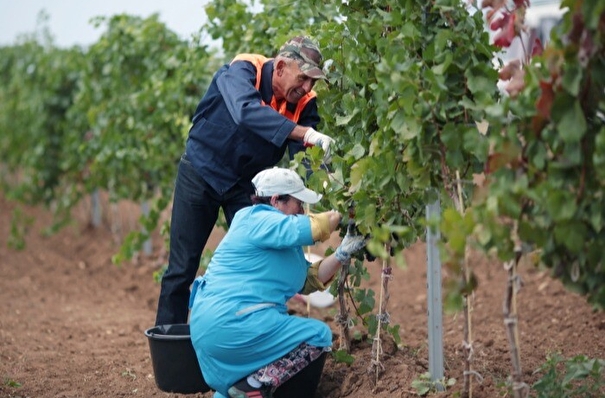 Урожай винограда в 2022г в Ростовской области вырос на треть