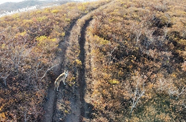 Серого волка впервые зафиксировали на территории нацпарка "Земля леопарда" в Приморье