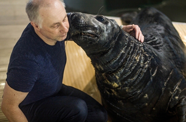 Старейший артист мурманского океанариума - тюлень Филя - празднует 35-летие