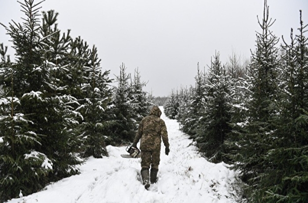 Более 3 тыс. хвойных деревьев срубят в калужских лесах к Новому году
