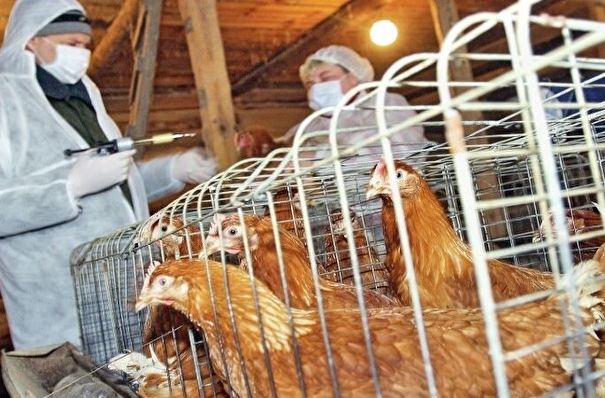 Более 500 тыс. птиц уничтожено на фабрике в Комсомольске-на-Амуре после вспышки птичьего гриппа