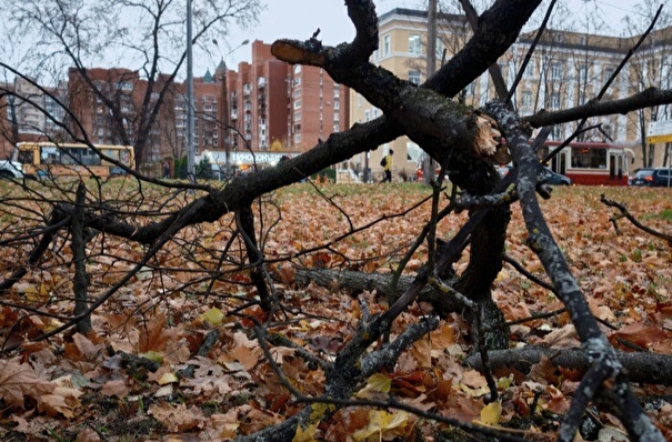 Сильный ветер валил деревья на провода и автомобили в Воронеже