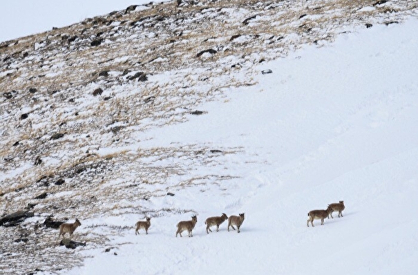 Перепись горных козлов проходит в Республике Алтай