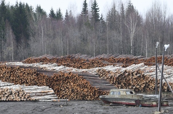 Количество незаконных рубок леса в Иркутской области сократилось на 63%