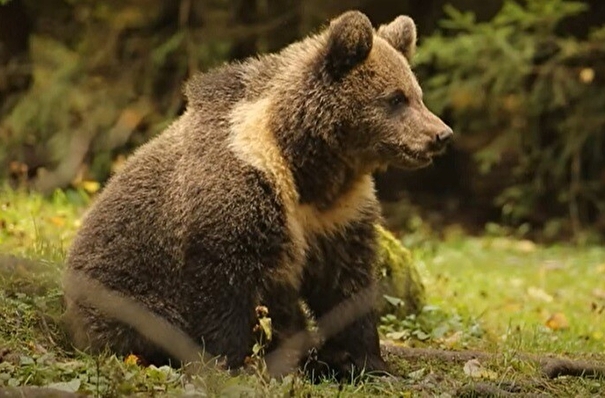 Тверской центр спасения медвежат выпустил в дикую природу 14 воспитанников