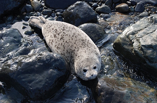 Пятнистые тюлени вернулись в Дальневосточный морской заповедник для рождения потомства
