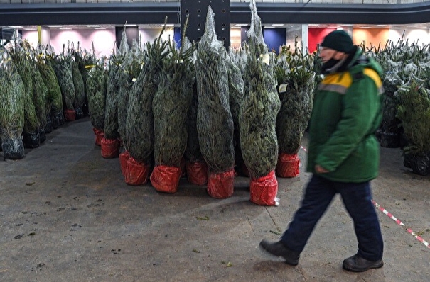 Около 4 тыс. елок заготовят в новгородских лесхозах к Новому году
