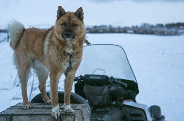 Почти 40 новых снегоходов получили инспекторы охотнадзора и заповедных территорий в Красноярском крае
