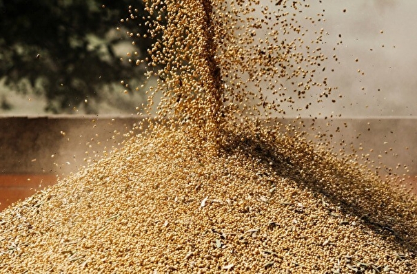 В Приморье собрали более 480 тыс. тонн сои - власти