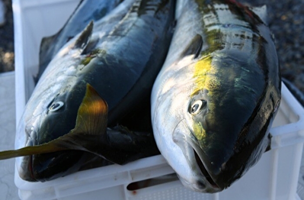 Около 450 тонн рыбы продали жителям Сахалинской области по социальной цене - правительство региона