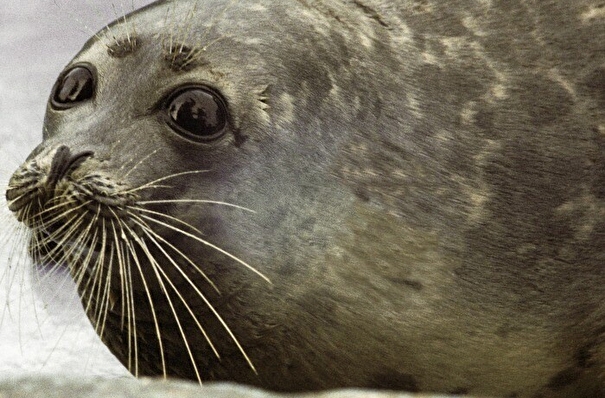 Оперштаб по ситуации с гибелью тюленей на Каспии создают в Дагестане