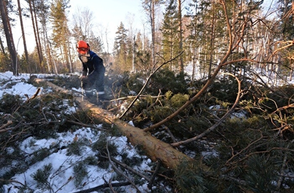 Объем незаконных рубок леса в Сибири за год сократился на 30%