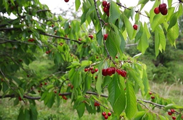 БСК планирует высадить на месте шламонакопителя вишневые сады