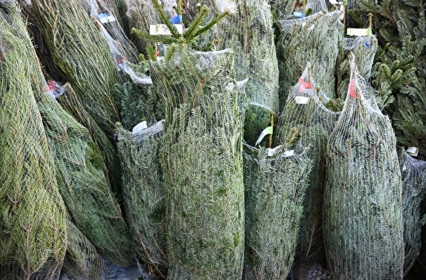 Новогодние елки в Приморье везут из Белоруссии, Дании, Норвегии и Нидерландов
