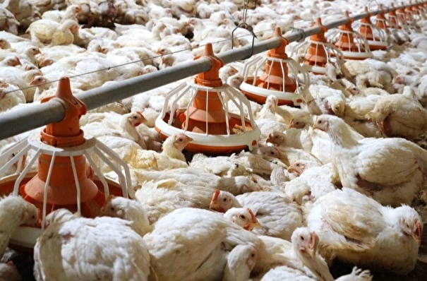 Руководителя крупнейшей сахалинской птицефабрики оштрафовали за сокрытие информации о падеже птицы