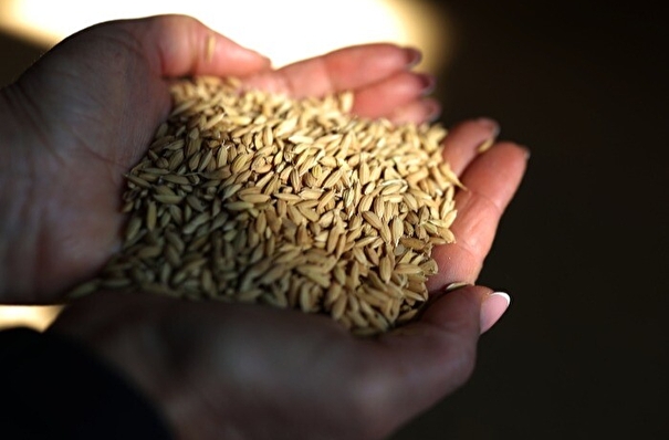 РФ продлила запрет на экспорт риса на I полугодие 2023 г.