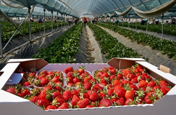 РФ в 2022 г. собрала рекордный урожай плодов и ягод - более 1,5 млн тонн