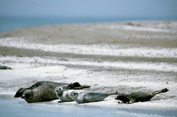 Более 50 погибших краснокнижных тюленей нашли на берегу Каспия в Дагестане