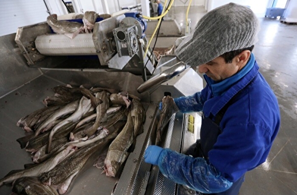 Новый рыбоводный завод планируется построить в якутском Томмоте к 2024 году