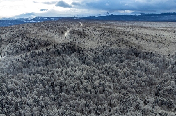 Площадь охраняемых от пожаров лесов в Приамурье увеличится на 1,2 млн га