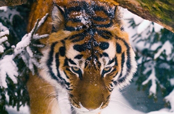 Угрожающих людям тигров отловят в Хабаровском крае