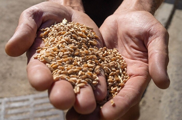 Иркутская область в 2023г рассчитывает собрать 910 тыс. тонн зерна, меньше уровня 2022г