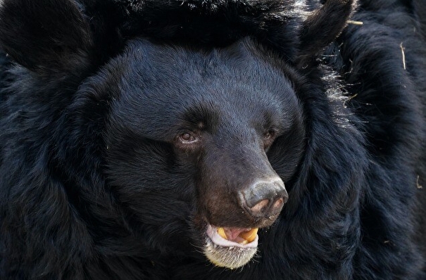 Прокуратура в Приамурье не согласилась с прекращением дела об инциденте с цирковым медведем