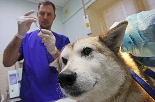 Около 7 тыс. собак планируют бесплатно вакцинировать от бешенства в Волгоградской области в 2023 году