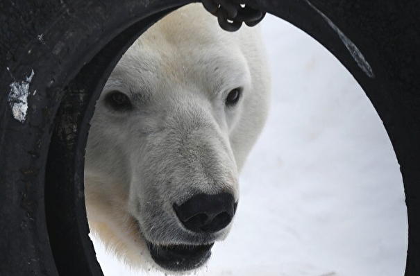 Белый медвежонок забрел в вахтовый поселок на Ямале