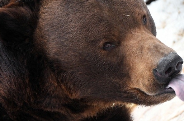 Рекордно раннее пробуждение медведя из спячки зафиксировали в лесах на берегу Байкала