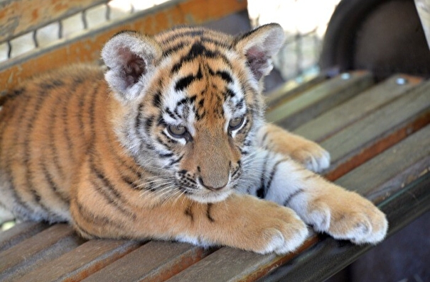 Истощенного тигренка нашли на автодороге в Хабаровском крае
