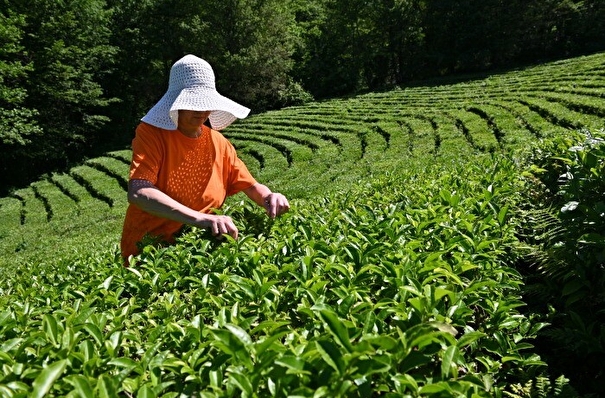 Более 500 га сочинских чайных плантаций перешли в собственность РФ