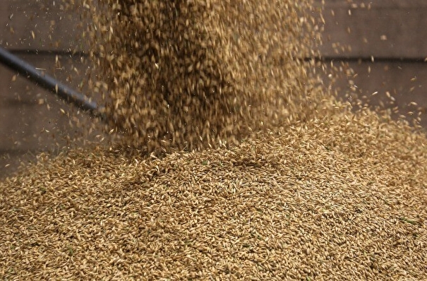 Зерновой союз: потери сельхозпроизводителей РФ от экспортных пошлин на зерно превысили 1 трлн рублей