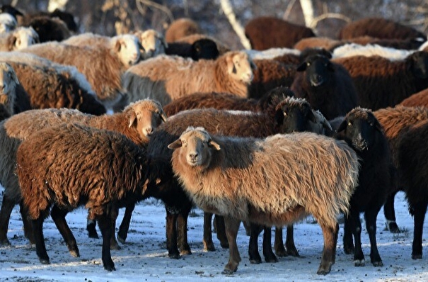 Новосибирские ученые нашли гены, отвечающие за мясную продуктивность овец