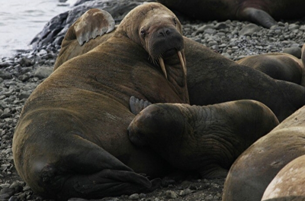 Популяции атлантических моржей на уникальном лежбище Ямала не менее 1,5 тыс. лет - ученые