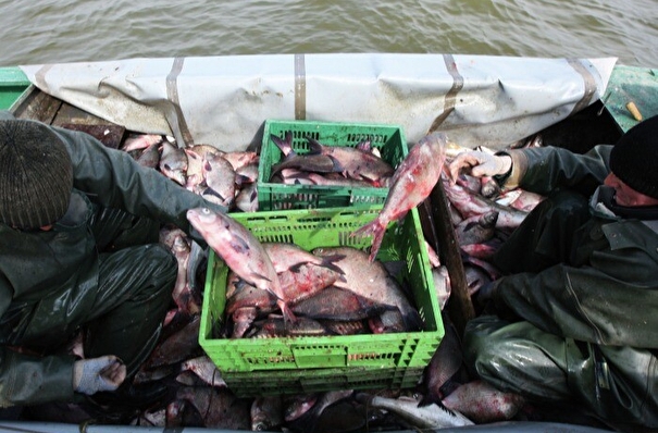 Оренбургский экспортер рыбы планирует новый комплекс заморозки продукции за 30 млн руб - власти