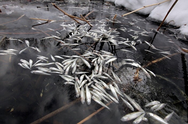Массовая гибель рыбы зафиксирована в реке Элиста в Калмыкии