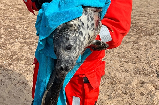 Детеныша тюленя спасли в Петербурге