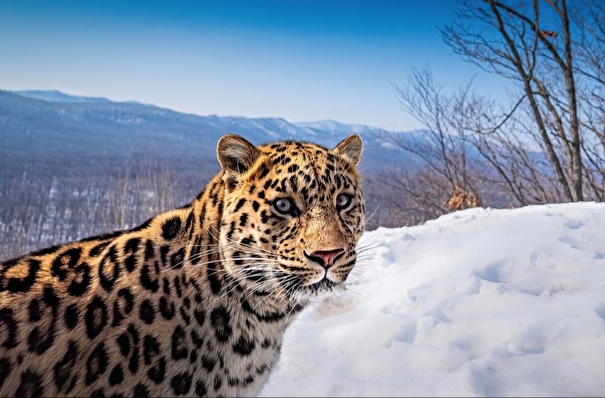 Самый детализированный снимок дальневосточного леопарда сделали в Приморье