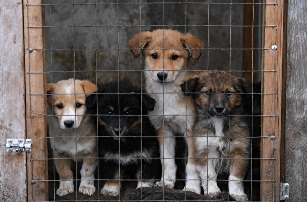 Приют на 1 тыс. собак строят в Астраханской области
