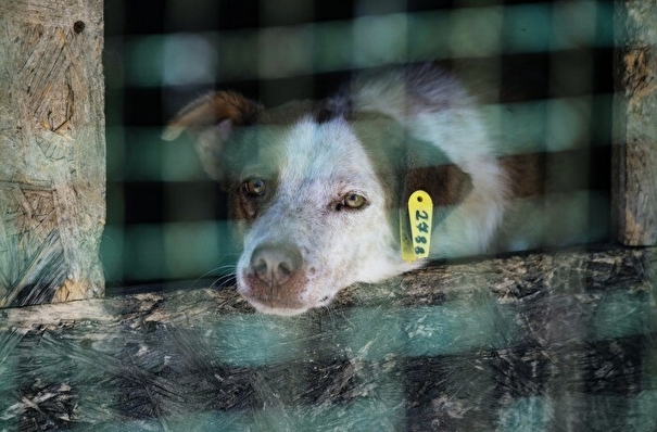Мэрия Оренбурга опровергла информацию о массовых убийствах бездомных собак