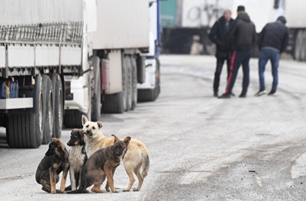 Минприроды РФ поддерживает законопроект о праве регионов выбирать меры борьбы с бездомными животными