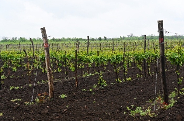 В Саратовской области высадят 5 га виноградников