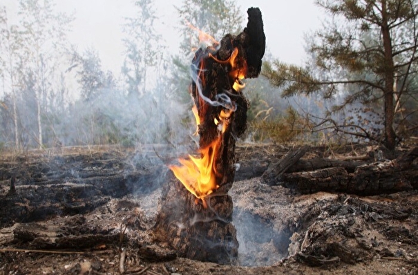 Площадь лесных пожаров в Свердловской и Тюменской областях сократилась более чем в 30 раз